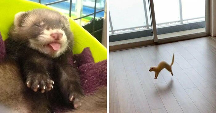 171 Photos Of Cute And Silly Ferrets