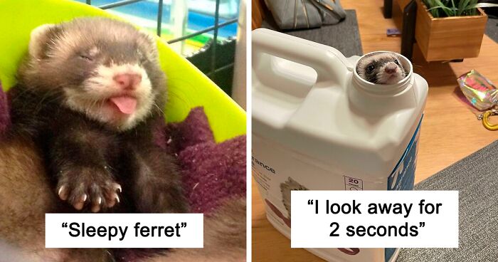 People Want Others To Know What Good Pets Ferrets Are By Sharing These 171 Adorable Photos