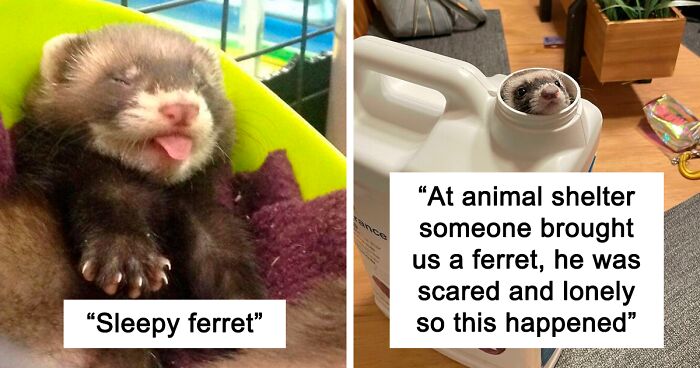 171 Photos Proving Just How Much Joy A Pet Ferret Can Bring