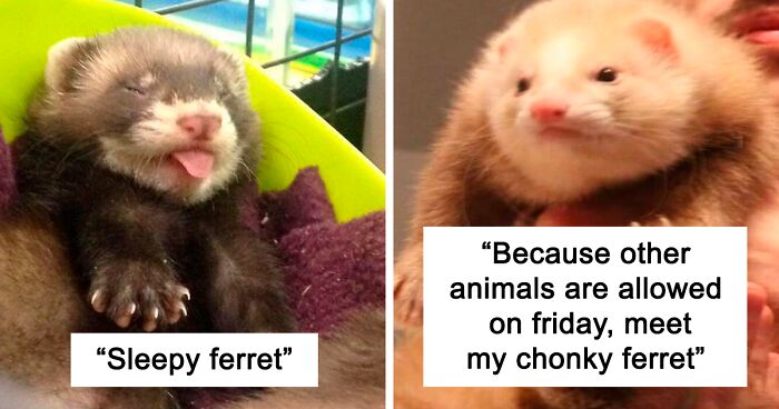 40 Photos Revealing How Silly Ferrets Can Be