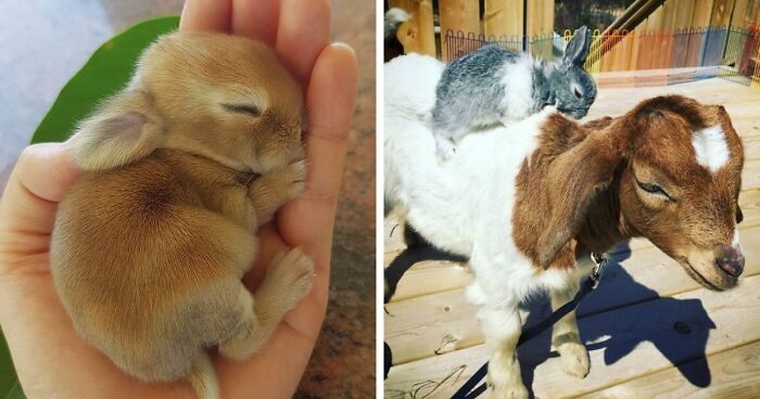 210 Times People Captured Rabbits Being Adorable