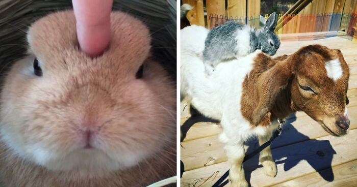 210 Photos Of The Most Adorable Bunnies You Have Ever Seen