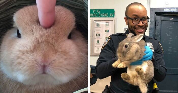 210 Times Folks Couldn’t Stop Themselves From Snapping These Adorable Pics Of Bunnies