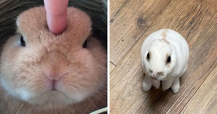 210 Photos That Further Prove Bunnies Are One Of The Most Adorable Animals On The Planet