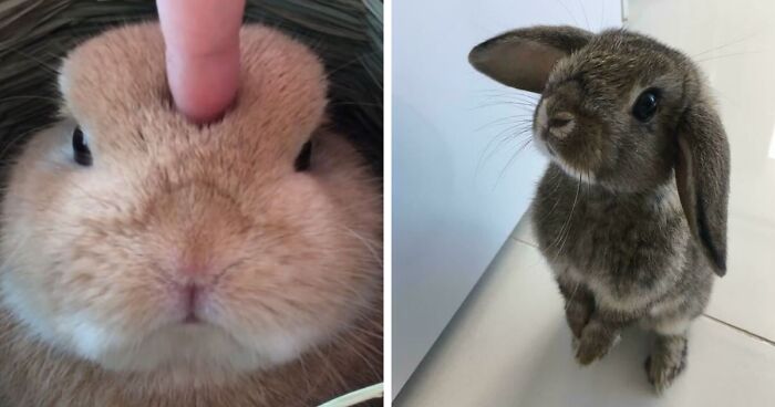 210 Bunnies That Will Make You Go “Aww”