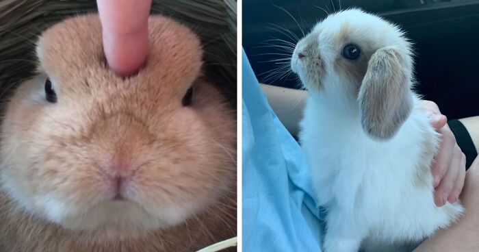 210 Bunnies Whose Cuteness Can't Be Challenged