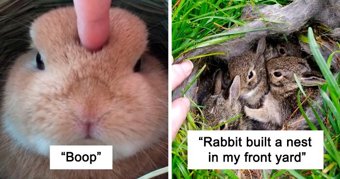 210 Photos Of Bunnies That Are Winning People's Hearts