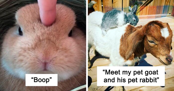 210 Photos Of The Fluffiest And Most Adorable Bunnies That Will Make You Love Them Even More