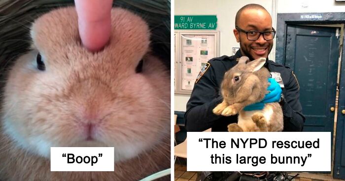 210 Bunnies Captured In All Their Cuteness And Glory