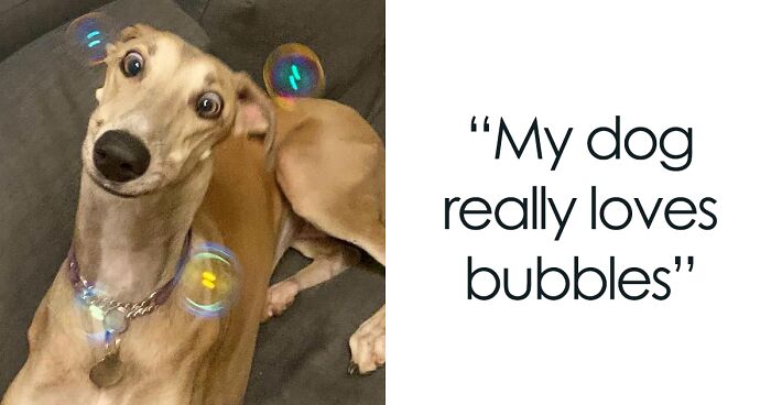 50 Of The Derpiest Dogs Caught On Camera (New Pics)