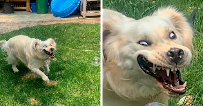 50 Of The Derpiest Dogs Caught On Camera (New Pics)