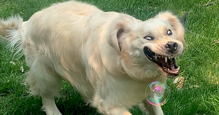 50 Of The Derpiest Dogs Caught On Camera (New Pics)