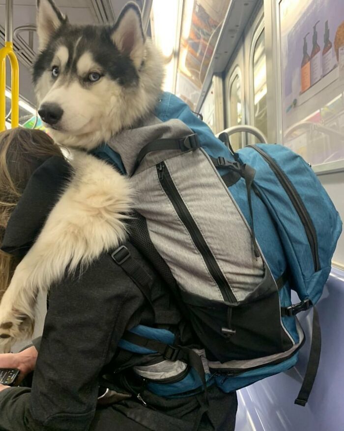 Dog Travel Bag Large Airline Approved Dog India  Ubuy