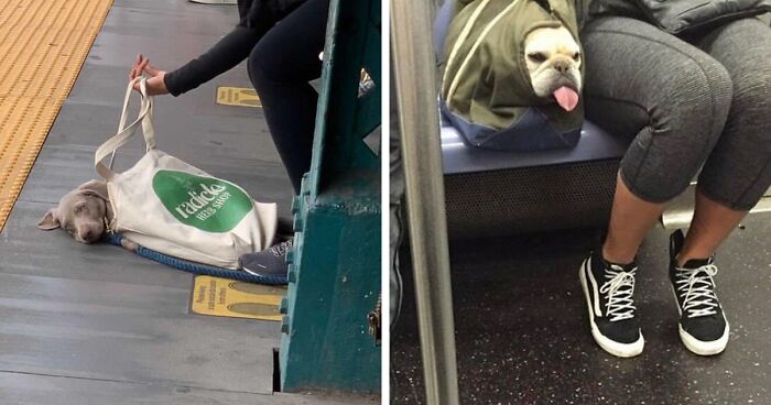 41 Times Folks Were Caught Carrying Dogs In Bags And It’s Adorable