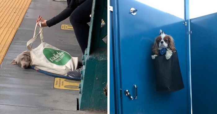 This Dedicated Instagram Page Posts Pics Of Dogs In Random Bags And Here Are 41 Of The Best Ones