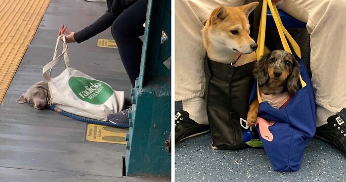 41 Pics Of Dogs In Public Chilling In Bags As Owners Carry Them Places