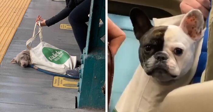 41 Snaps Of Dogs In Public Chilling In Bags While Their Owners Carry Them Around