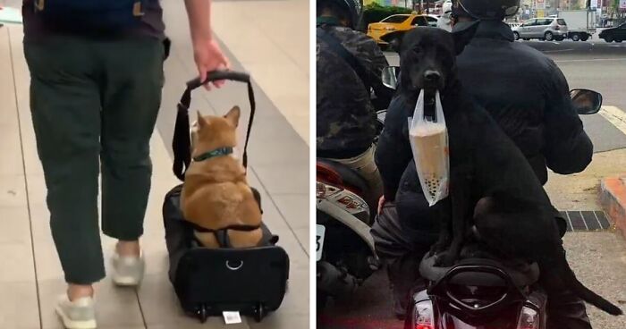 41 Times Folks Were Caught Carrying Dogs In Bags And It’s Adorable