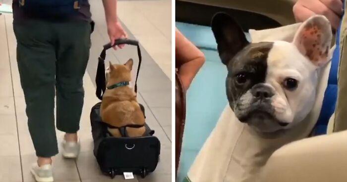 41 Times Folks Were Caught Carrying Dogs In Bags And It’s Adorable