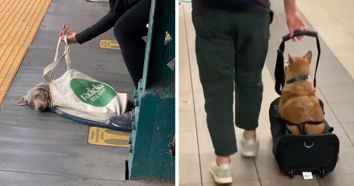 41 Times Folks Were Caught Carrying Dogs In Bags And It’s Adorable