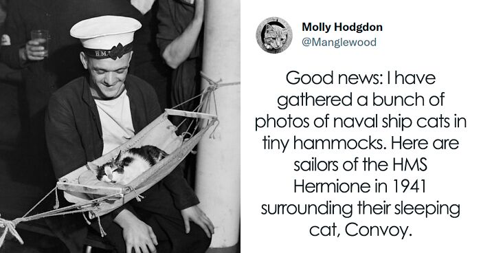 This Twitter Thread Goes Viral For Revealing How Naval Ship Cats Used To Rest In Their Tiny Hammocks