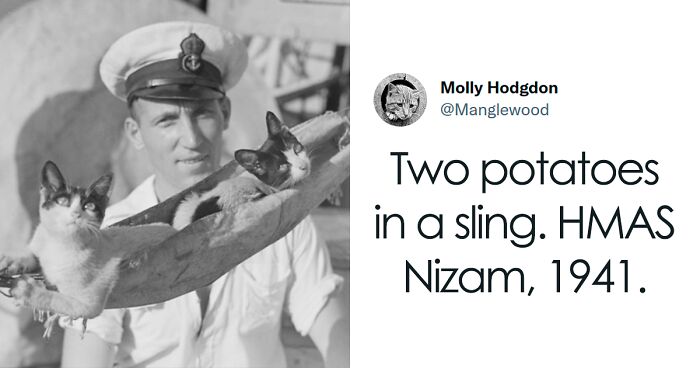 14 Adorable Pics Of Cats In Their Tiny Hammocks On 1940s Naval Ships, As Shared In This Twitter Thread