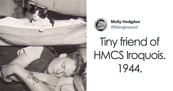 Twitter Thread Shows 14 Historical Photos Of Cats Relaxing In Hammocks Aboard Naval Ships