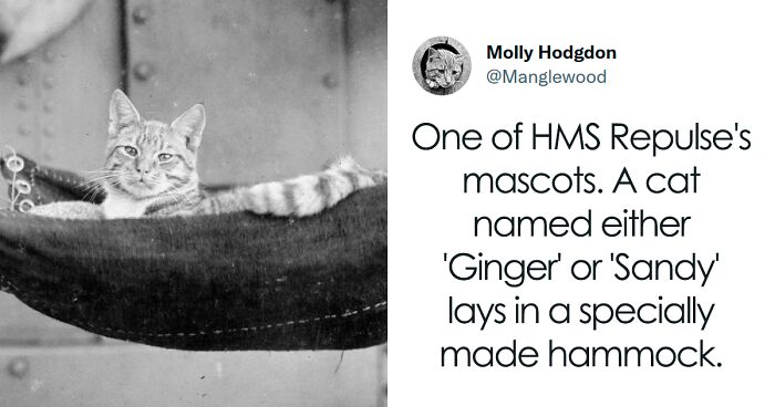 Twitter Thread Goes Viral For Showing How Naval Ship Cats Used To Relax In Tiny Hammocks