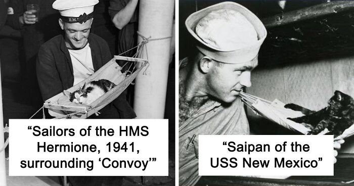 Twitter User Shared 14 Historical Photos Of Cats Chilling In Their Tiny Hammocks Aboard Naval Ships