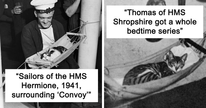 Twitter User Shared 14 Historical Photos Of Cats Chilling In Their Tiny Hammocks Aboard Naval Ships