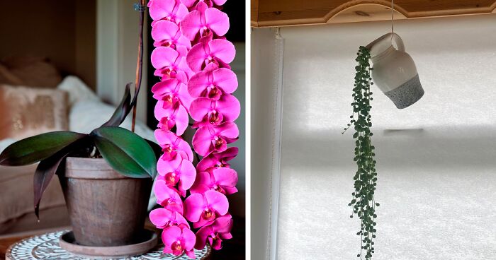 50 Times Plant Lovers Wanted To Show The World How Their Houseplants Are Doing And Went To This Online Community