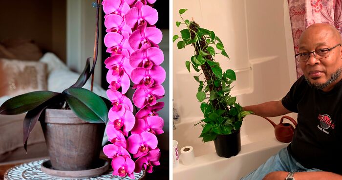 Houseplant Enthusiasts Share The Results Of Their Hobbies In This Dedicated Online Group (50 Pics)