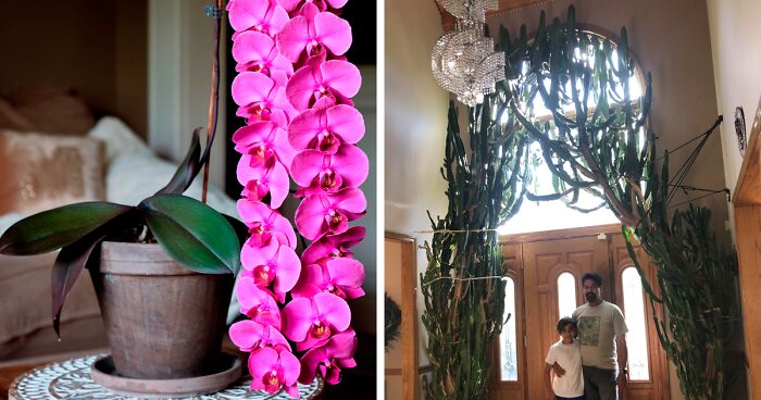 Plant Parents In This Online Group Share 50 Photos Of How Their Plants Are Doing