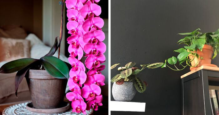 50 Times When Plant Lovers Couldn’t Resist Sharing Their Houseplants To This Online Community