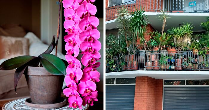 50 Times When Plant Lovers Couldn’t Resist Sharing Their Houseplants To This Online Community