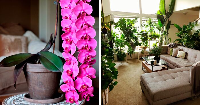 50 Times When Plant Lovers Couldn’t Resist Sharing Their Houseplants To This Online Community