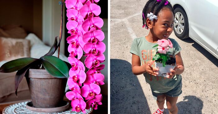 50 Times When Plant Lovers Couldn’t Resist Sharing Their Houseplants To This Online Community