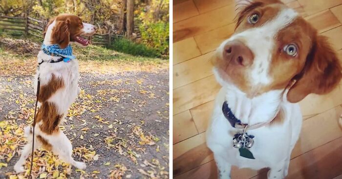 This Three-Legged Dog Learned How To Walk Upright Like A Human After A Car Accident