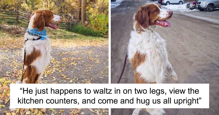 Dog Learns How To Walk Upright Like Human After Car Accident That Left Him With Only Three Legs