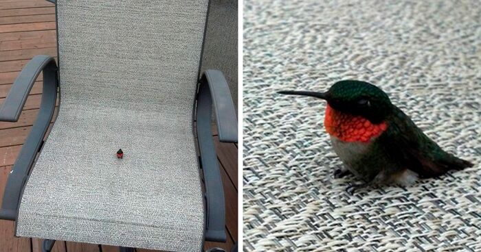 120 Heartwarming Photos Of Smol Things, As Shared On The ‘Tiny Units’ Online Group