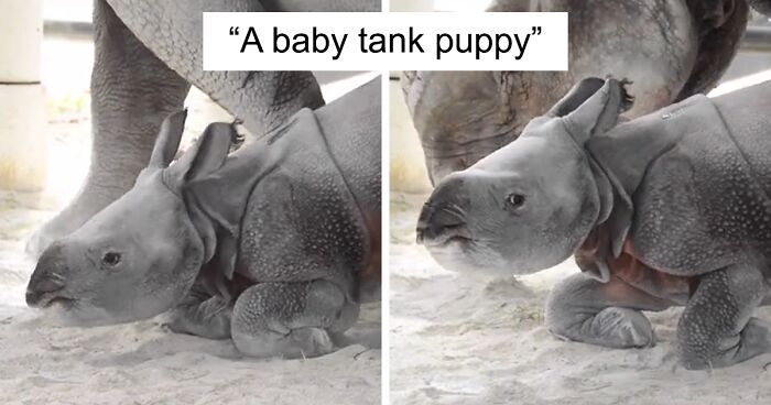 120 Times People Were In Love With These 'Tiny Units' And Shared The Pics In This Online Group