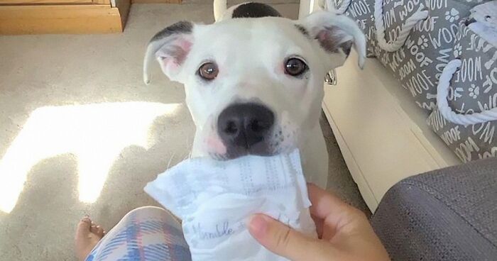 This Rescue Dog Learned To Bring Diapers To A Newborn's Mother, Goes Viral On The Internet