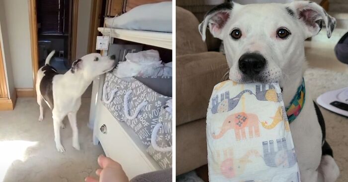 Dog Learned A Useful Trick Of Bringing A Mother Her Baby's Diapers, Goes Viral