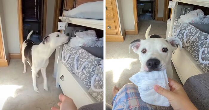 A Video Of A Dog Bringing A Mother Her Baby's Diapers Goes Viral On The Internet