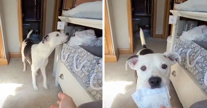 This Dog Learned To Bring Diapers To Help A Newborn Baby's Mother Out, A Video Of It Goes Viral