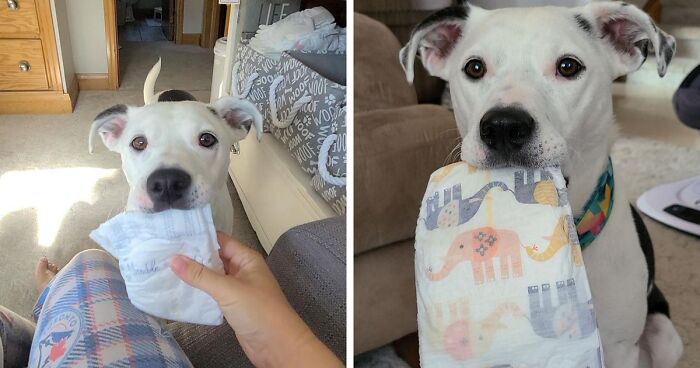 New Mother Teaches A Dog To Bring Her Diapers, Goes Viral