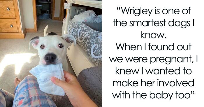 This Dog Learned To Bring Diapers To Help A Newborn Baby's Mother Out, A Video Of It Goes Viral