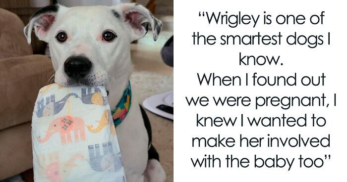 This Dog Learned To Bring Diapers To Help A Newborn Baby's Mother Out, A Video Of It Goes Viral