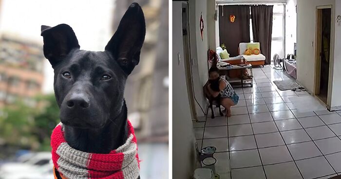 This Woman Proves Her Love To Her Dog By Putting His Feelings First During An Earthquake