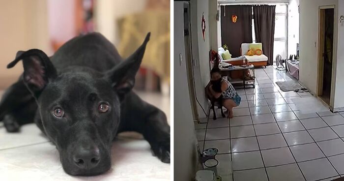 Camera Catches Sweet Woman Protecting Her Frightened Rescue Dog During Earthquake